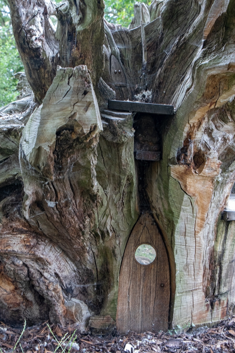 Carved Oak Root