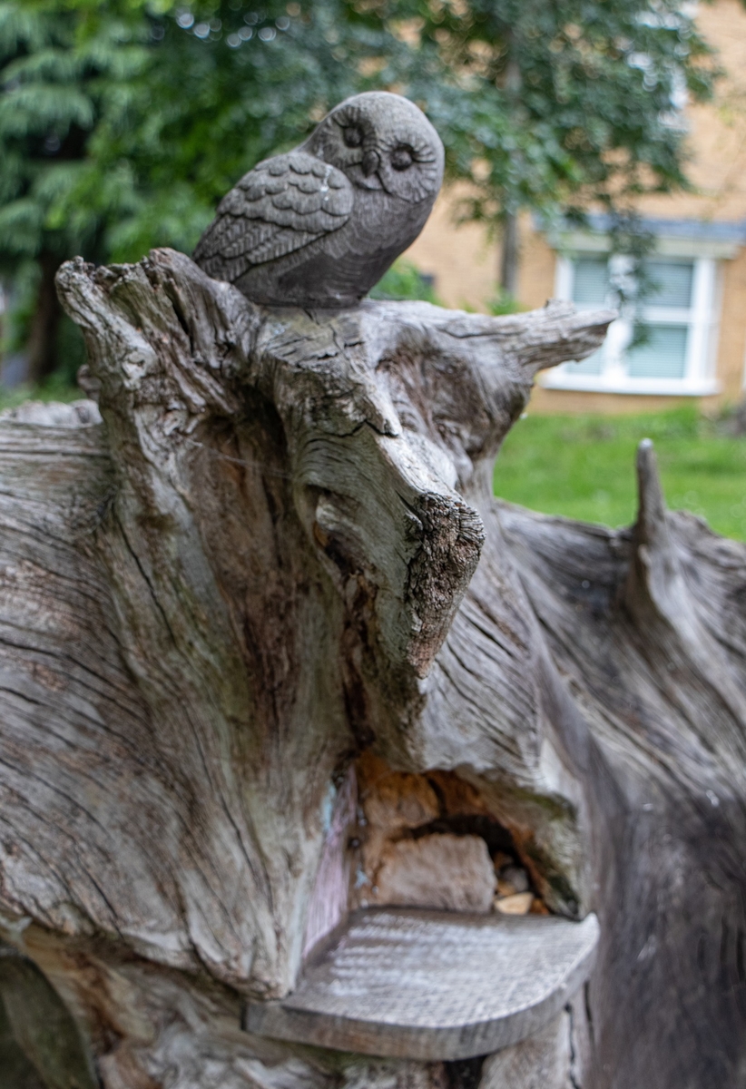 Carved Oak Root