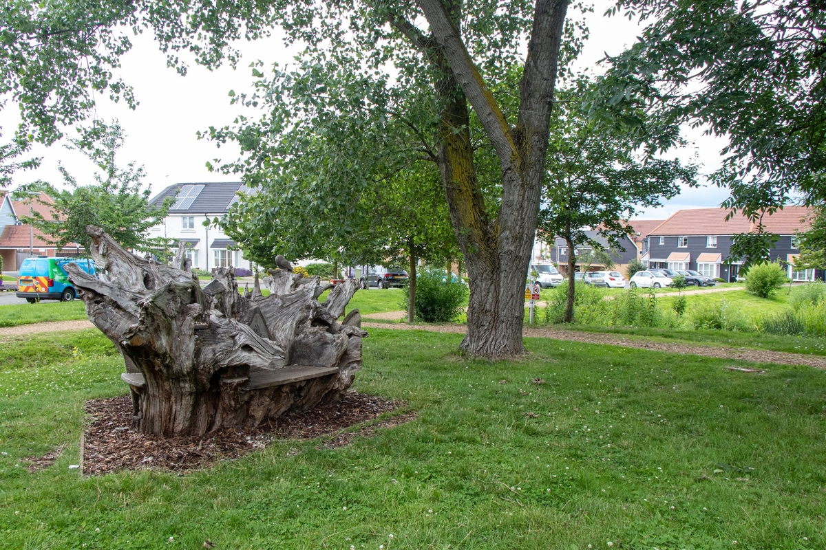 Carved Oak Root