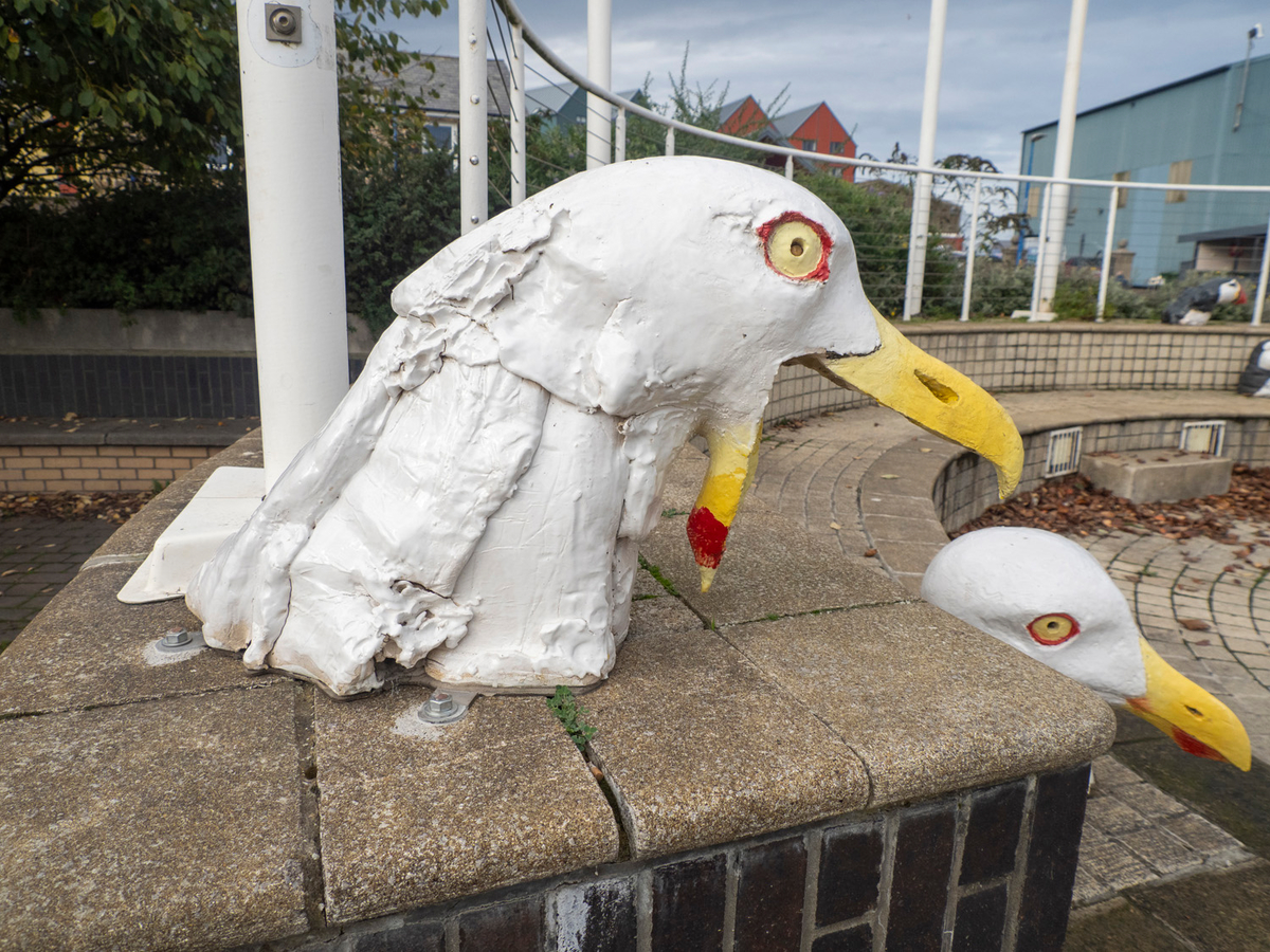 Bird Heads