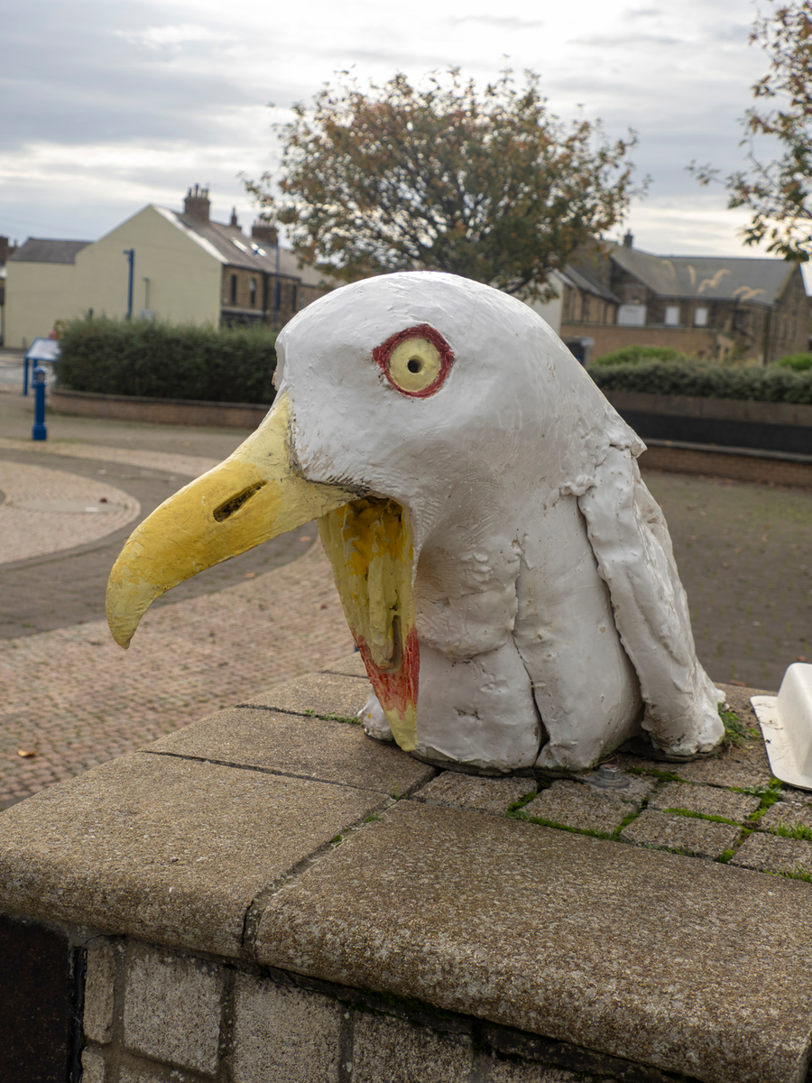 Bird Heads