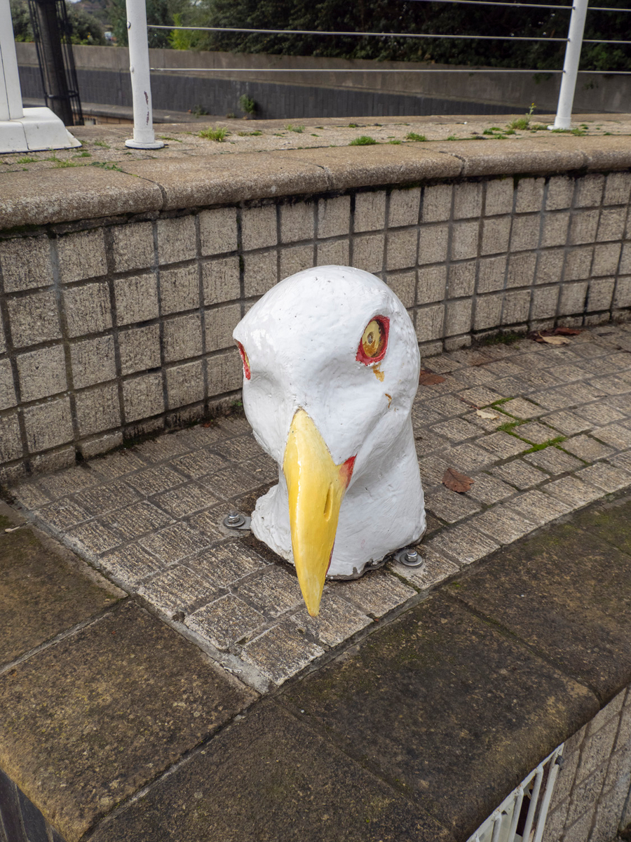 Bird Heads