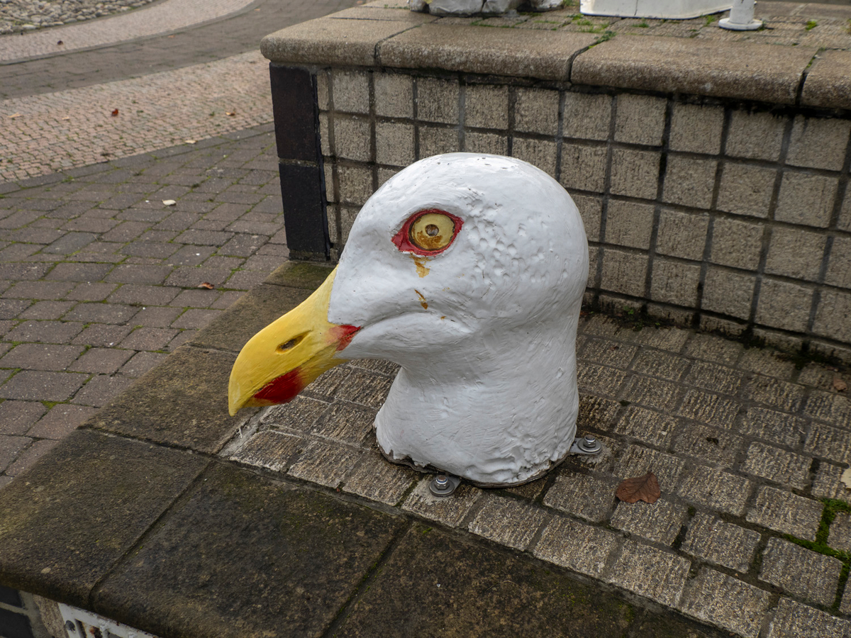 Bird Heads