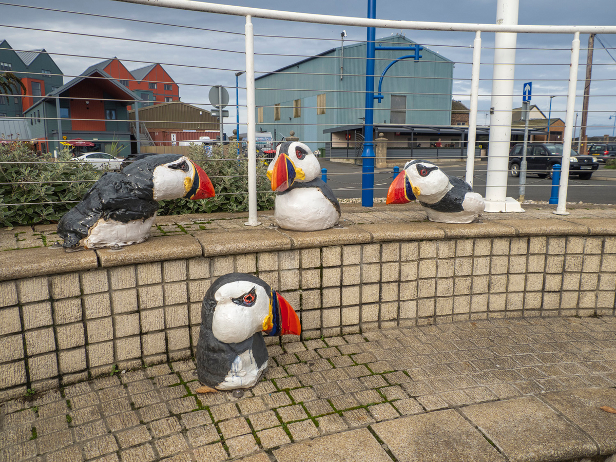 Bird Heads