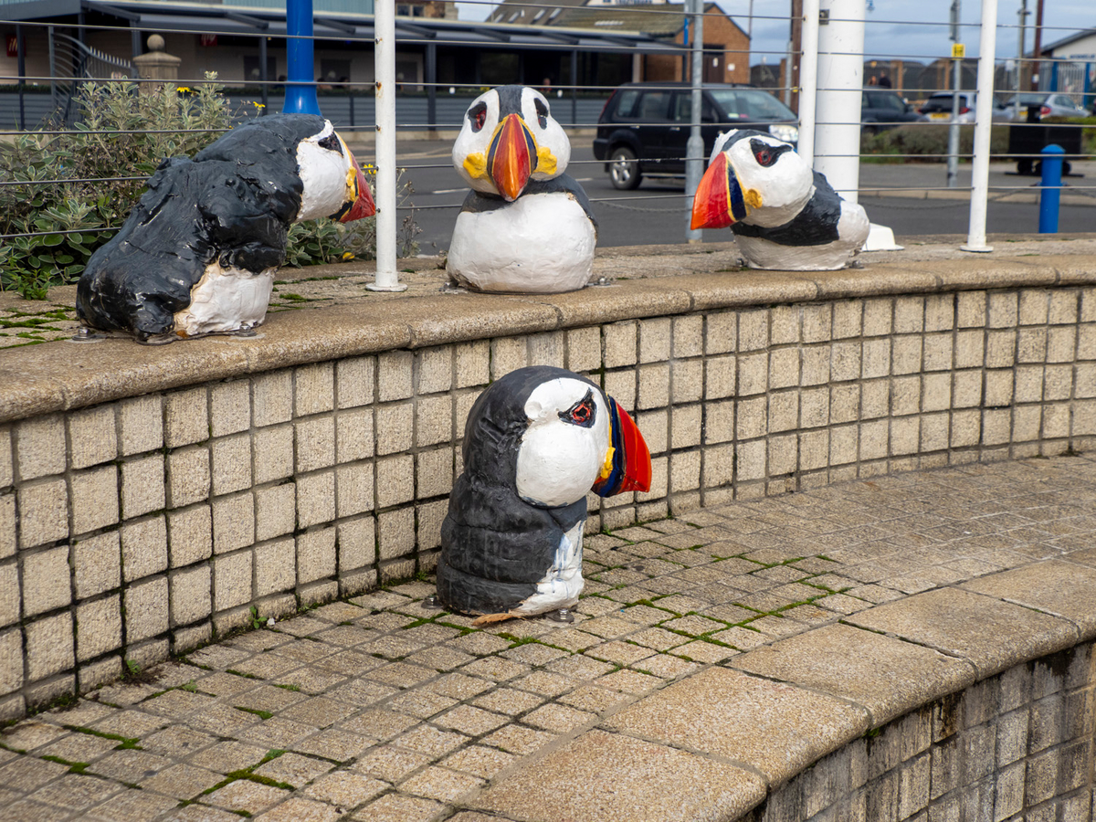 Bird Heads