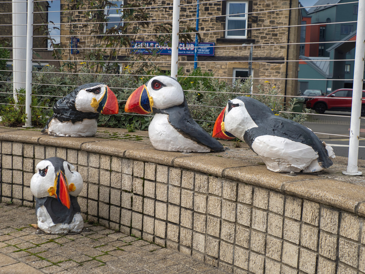 Bird Heads