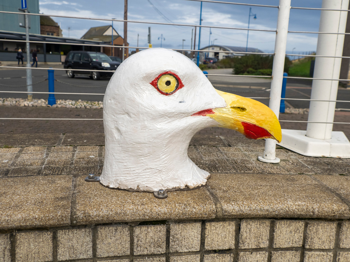 Bird Heads