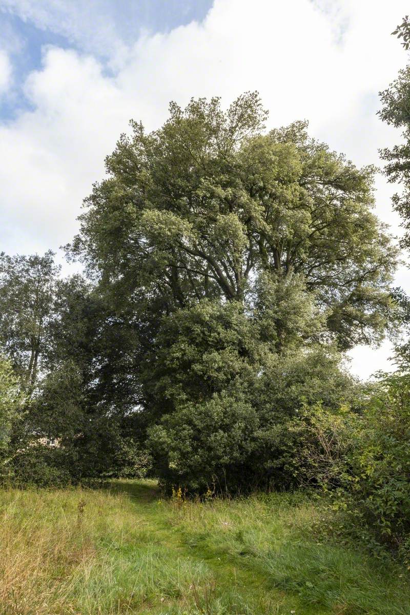 Memorial for Joanna Peppit, the Bale Oak