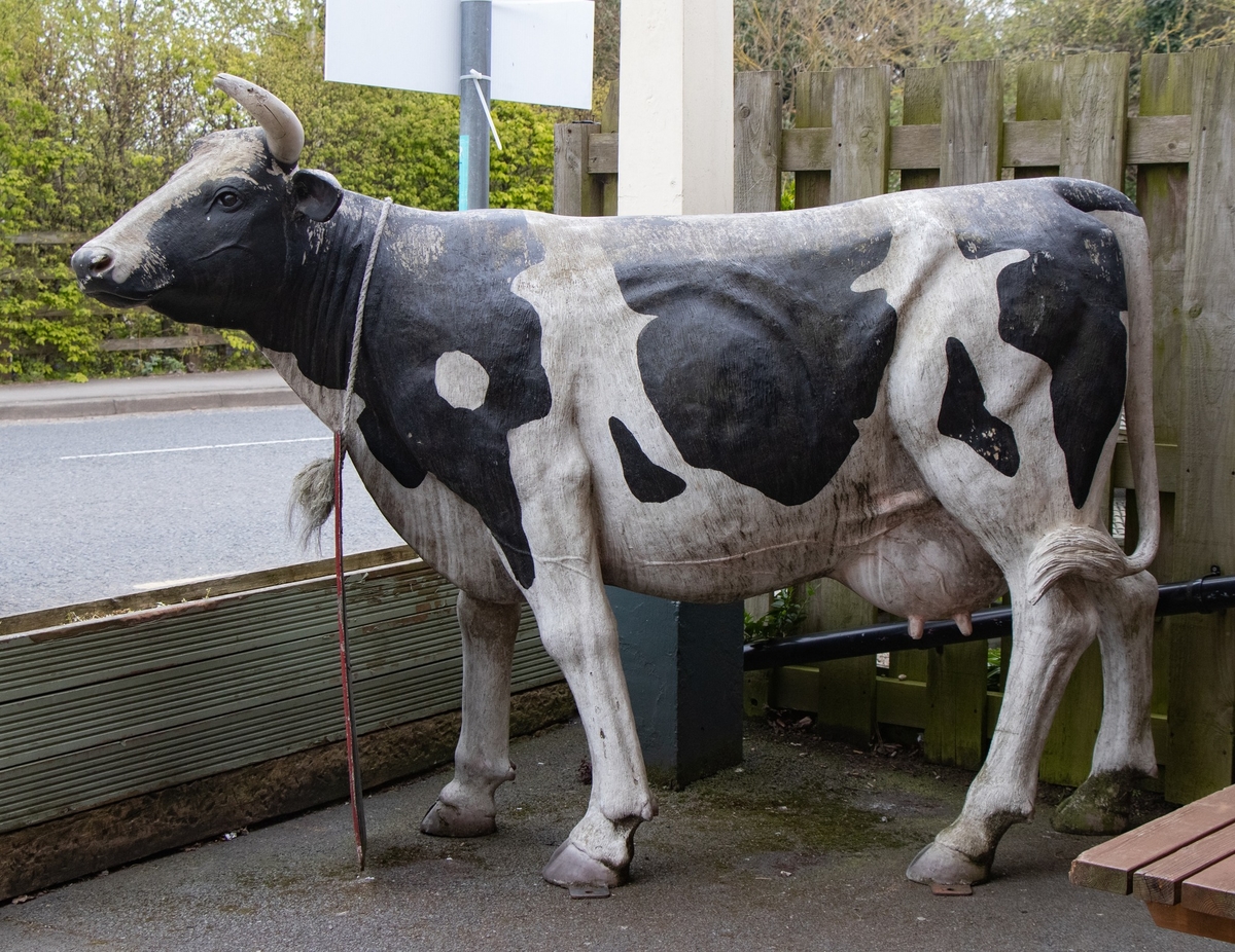 Thame Cows