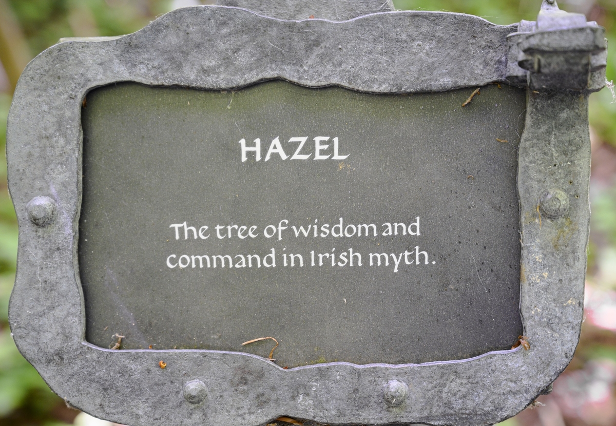 Tree Marker – Hazel