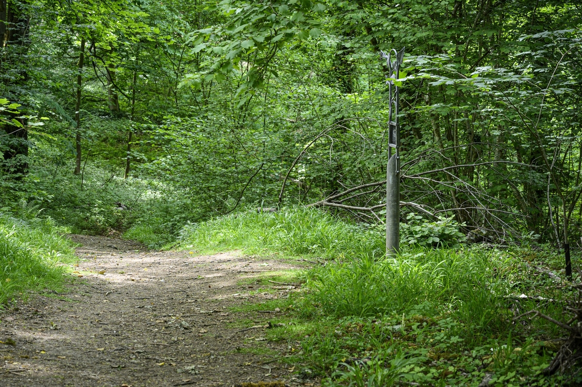 Tree Marker – Wych Elm