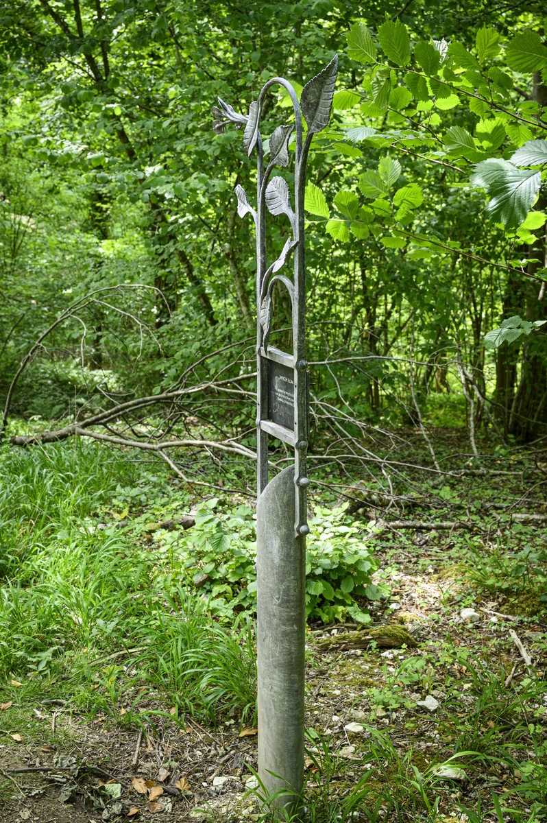 Tree Marker – Wych Elm