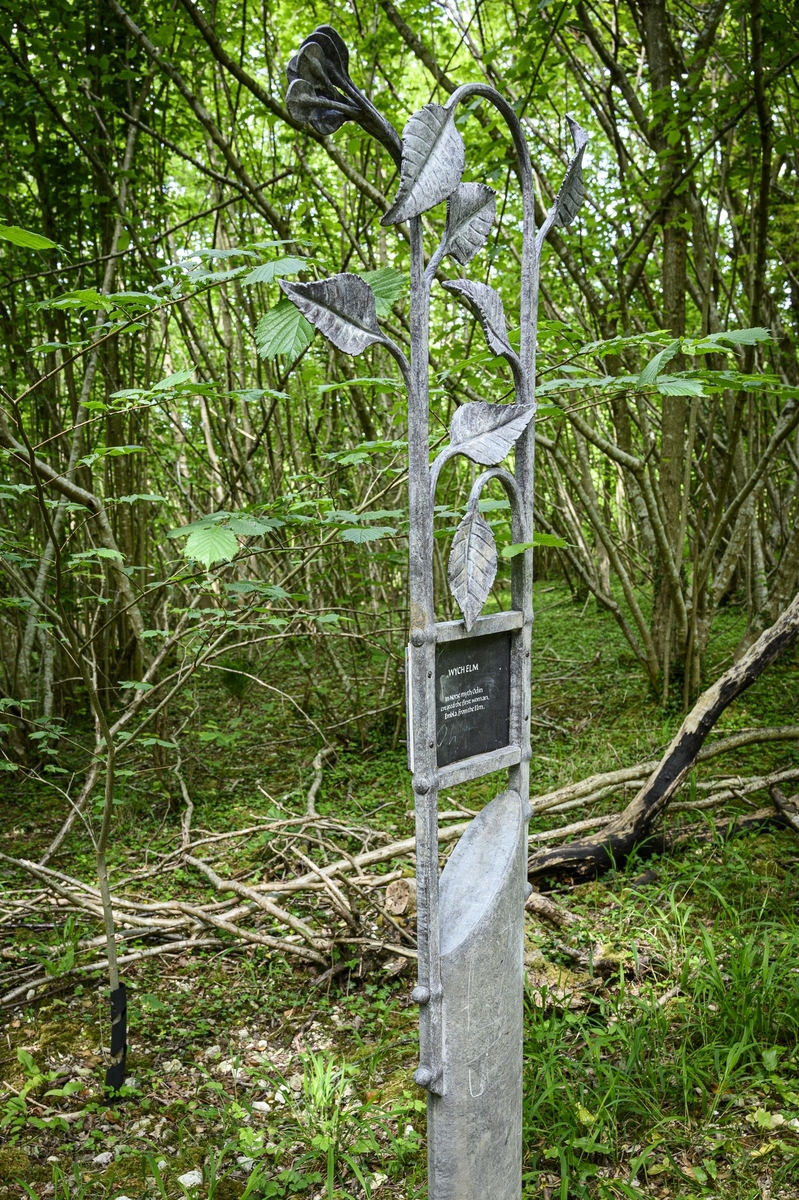 Tree Marker – Wych Elm