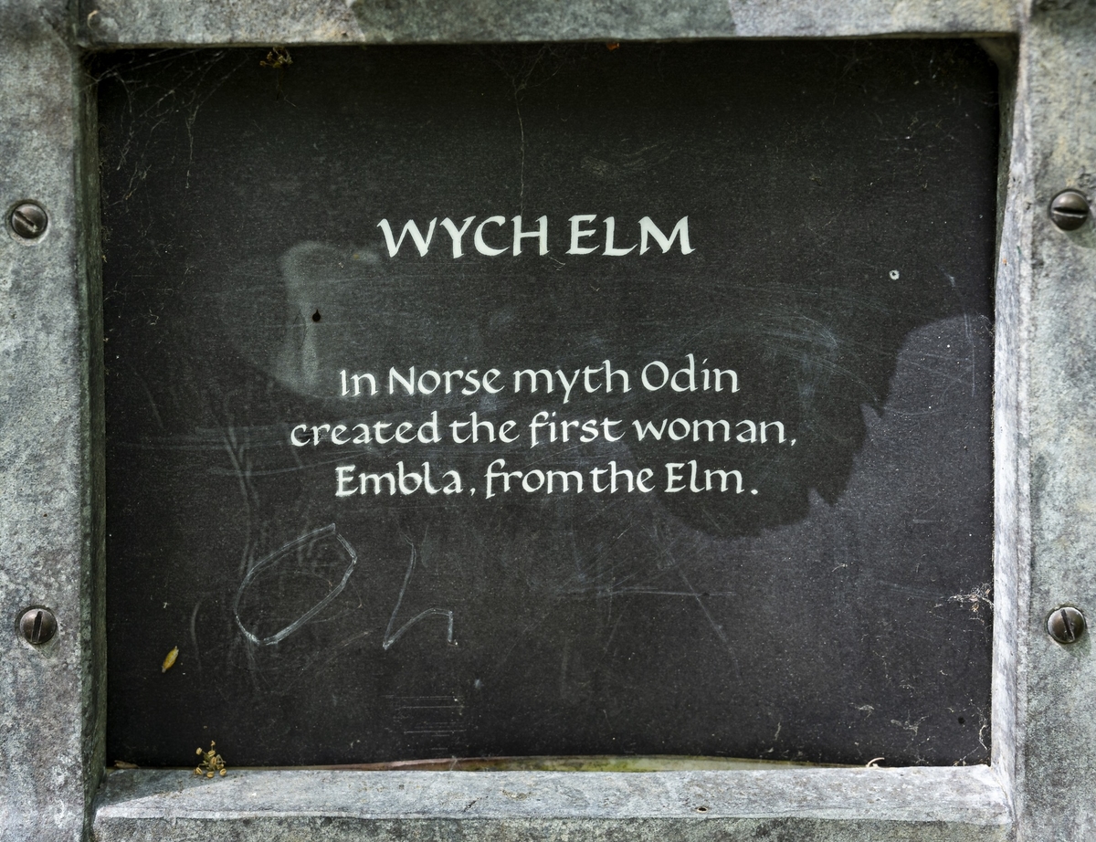 Tree Marker – Wych Elm