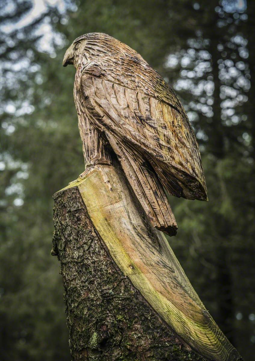 Hen Harrier