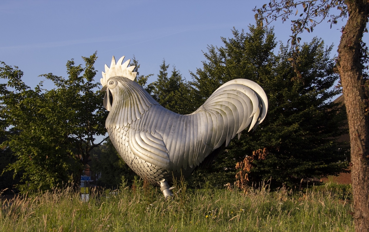 Cockerel