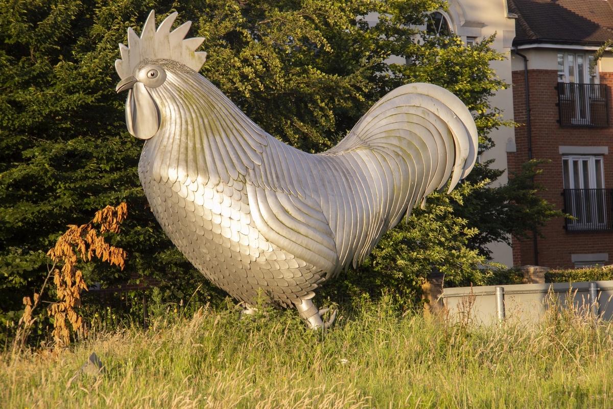 Cockerel