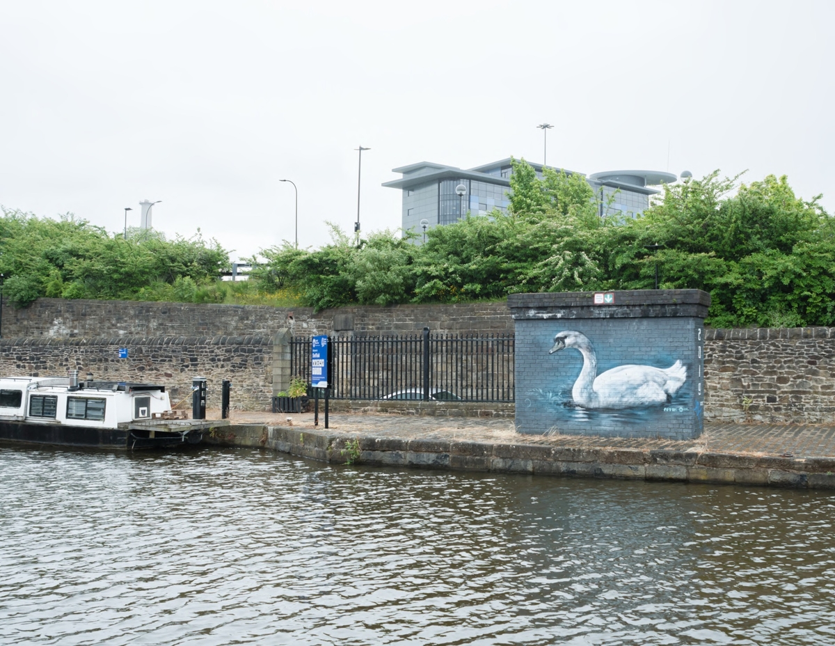 Kingfisher and Swan