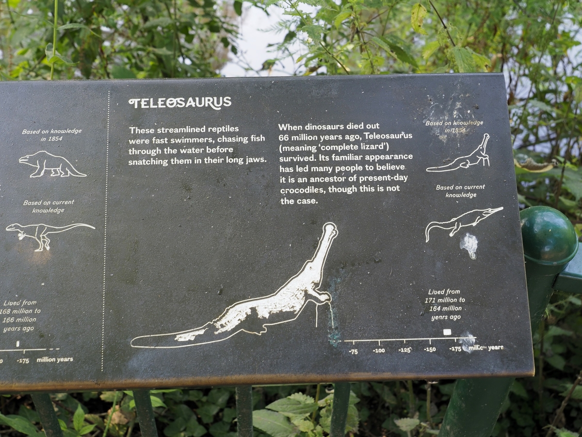 Teleosaurus