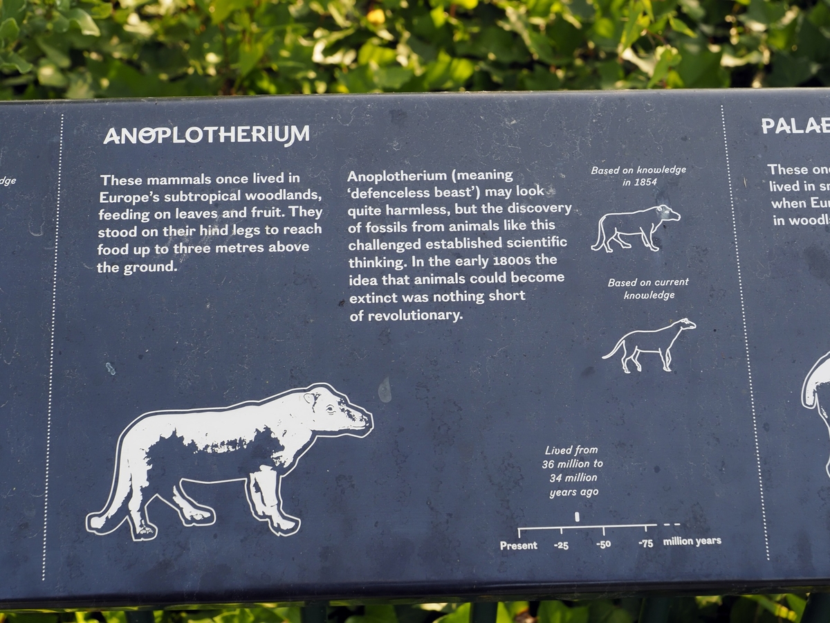 Anoplotherium