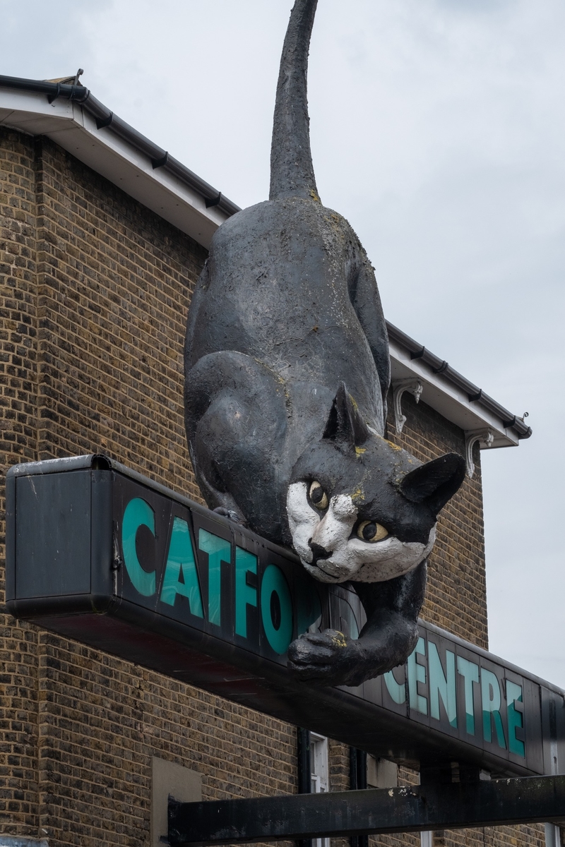 Catford Centre Cat