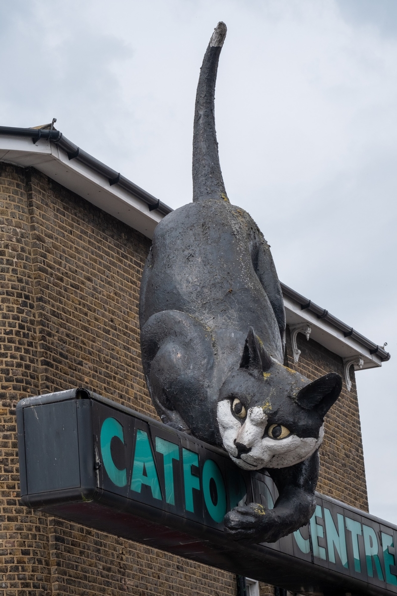 Catford Centre Cat