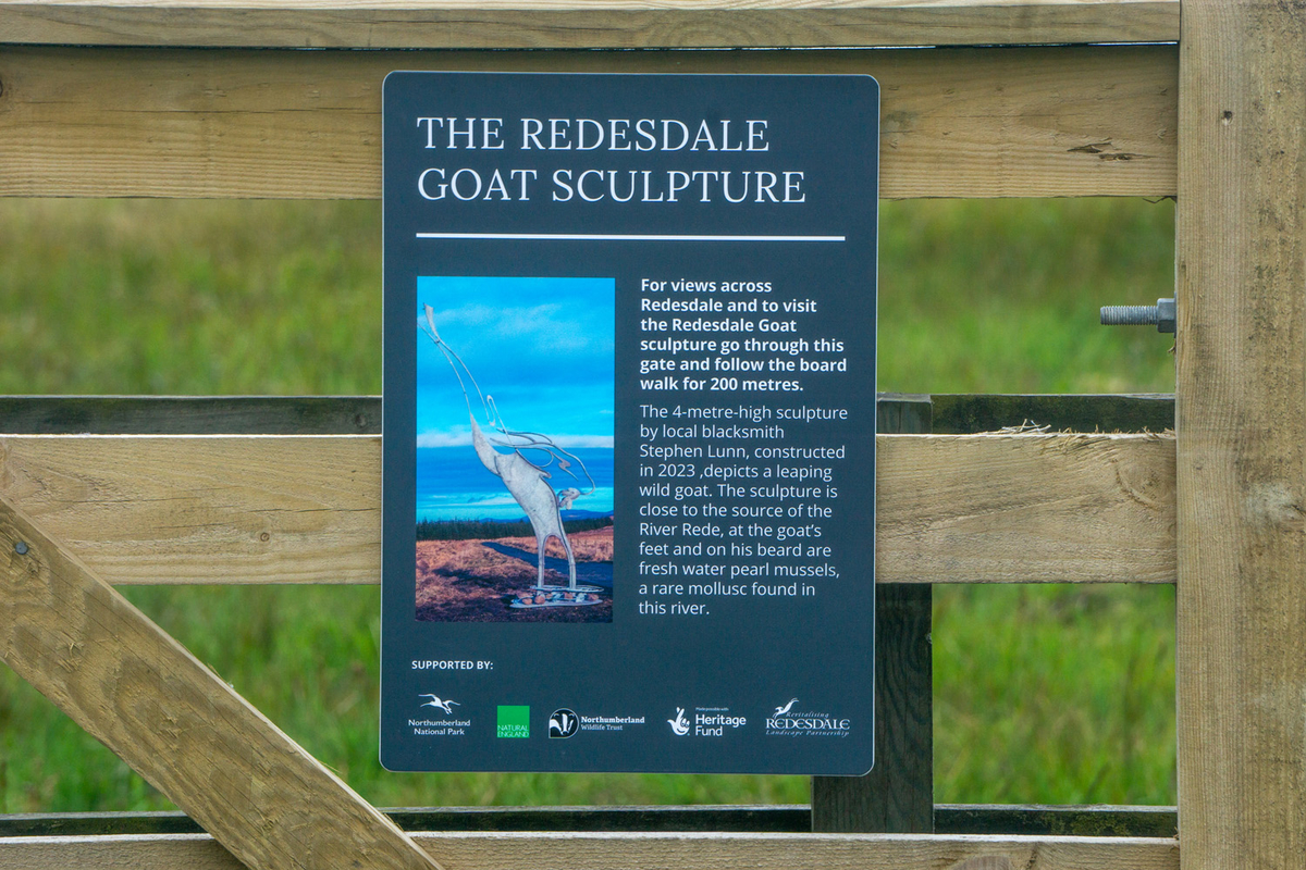 Redesdale Goat
