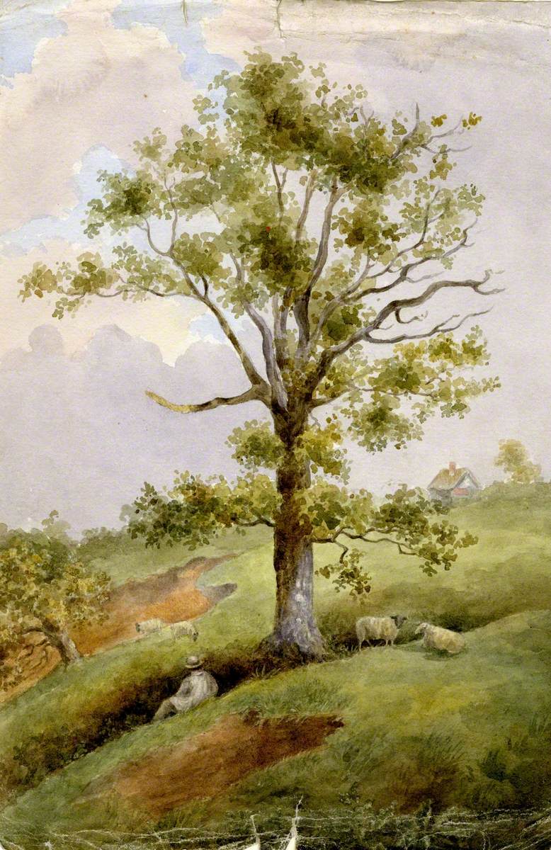 Oak Tree