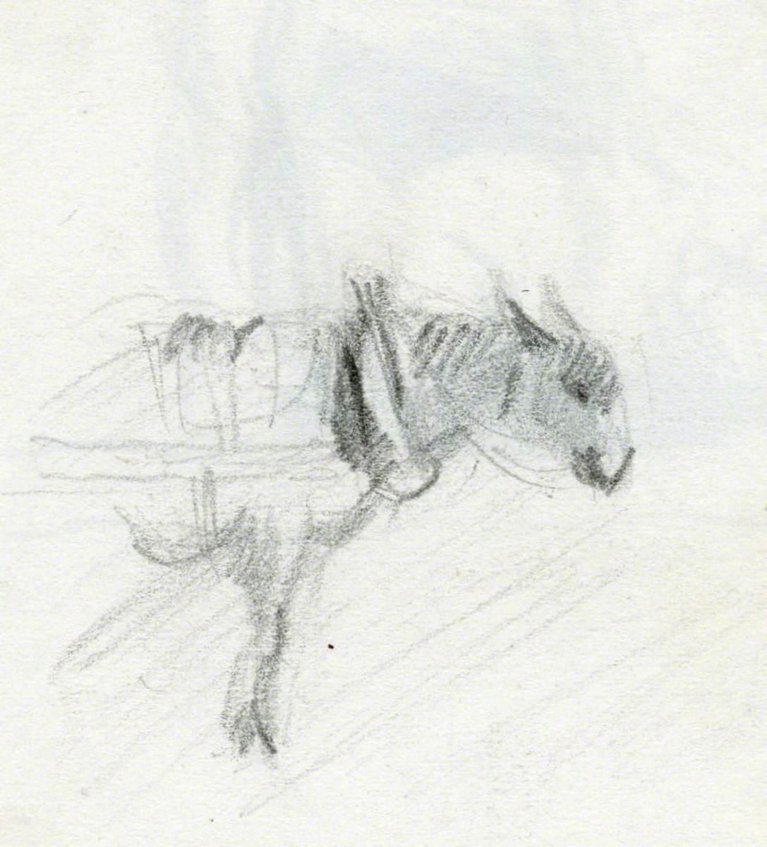 Horse in Harness