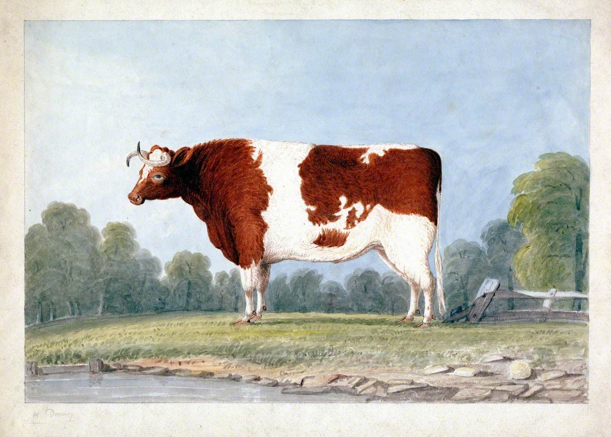 Brown and White Bull with a Twisted Horn