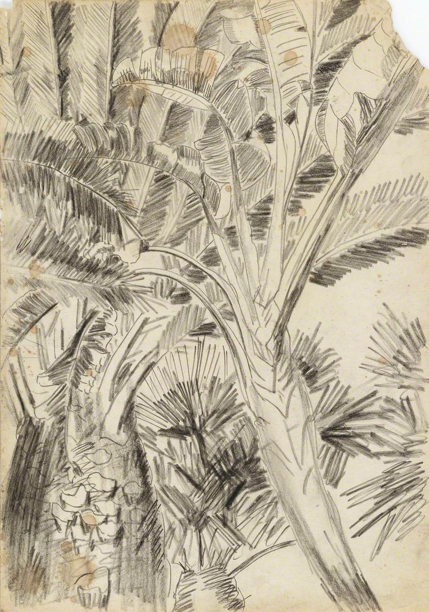 Bananes et palms, Jardin d'Essai, Alger