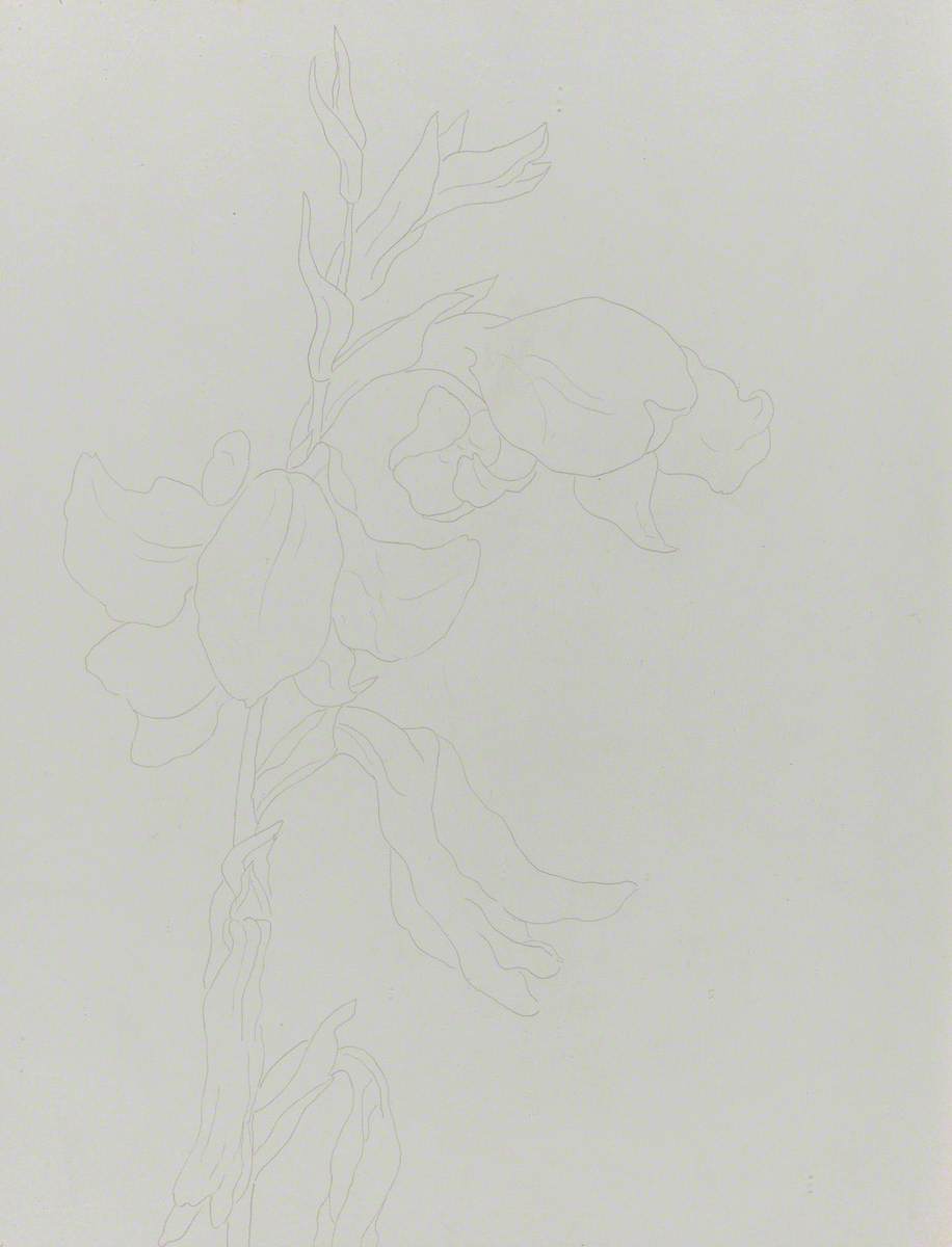 Study of Gladiolus Primulinus