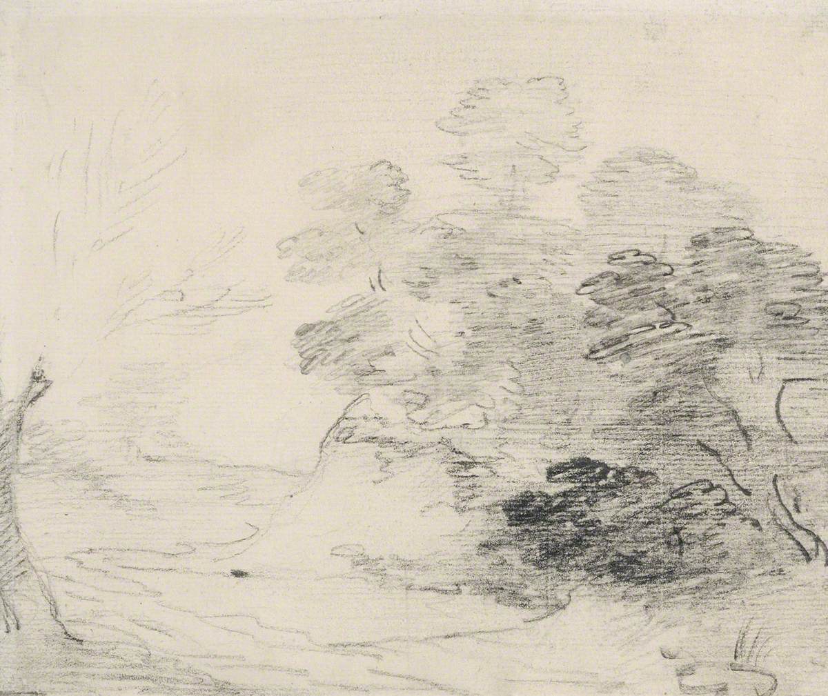 Study of Trees on a Bank