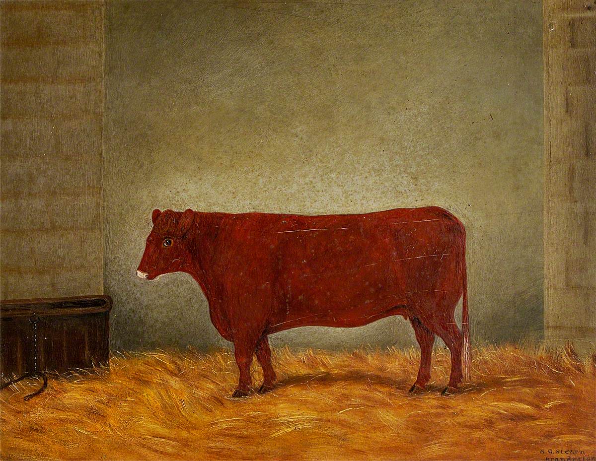 A Red Poll Cow