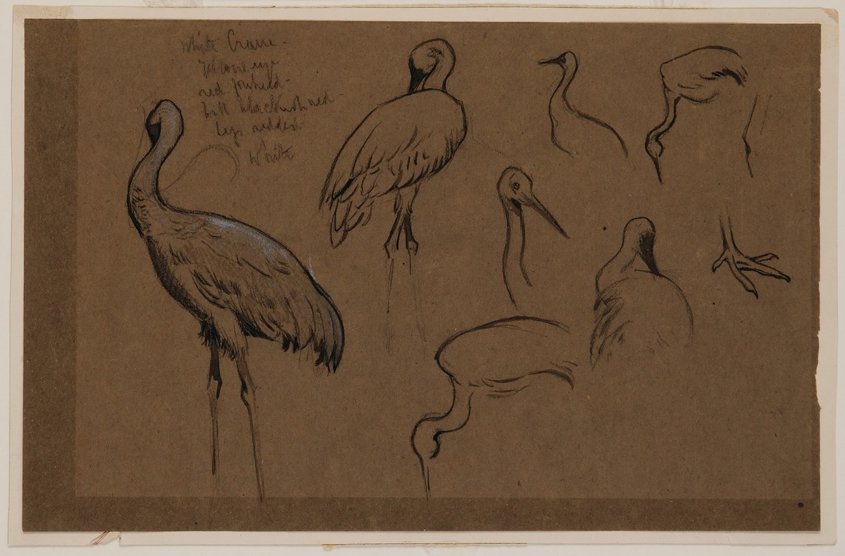 Eight Studies of White Cranes