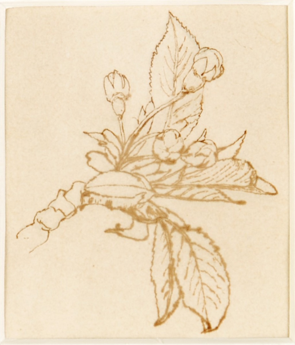 Buds Breaking Open and Developed Leaves (from 'Bud to Fruit: The Life History of a Cherry')