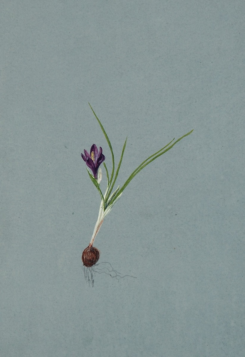 Study of a Flowering Crocus Bulb