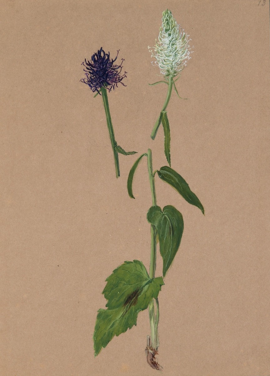 Study of Wild Flowers