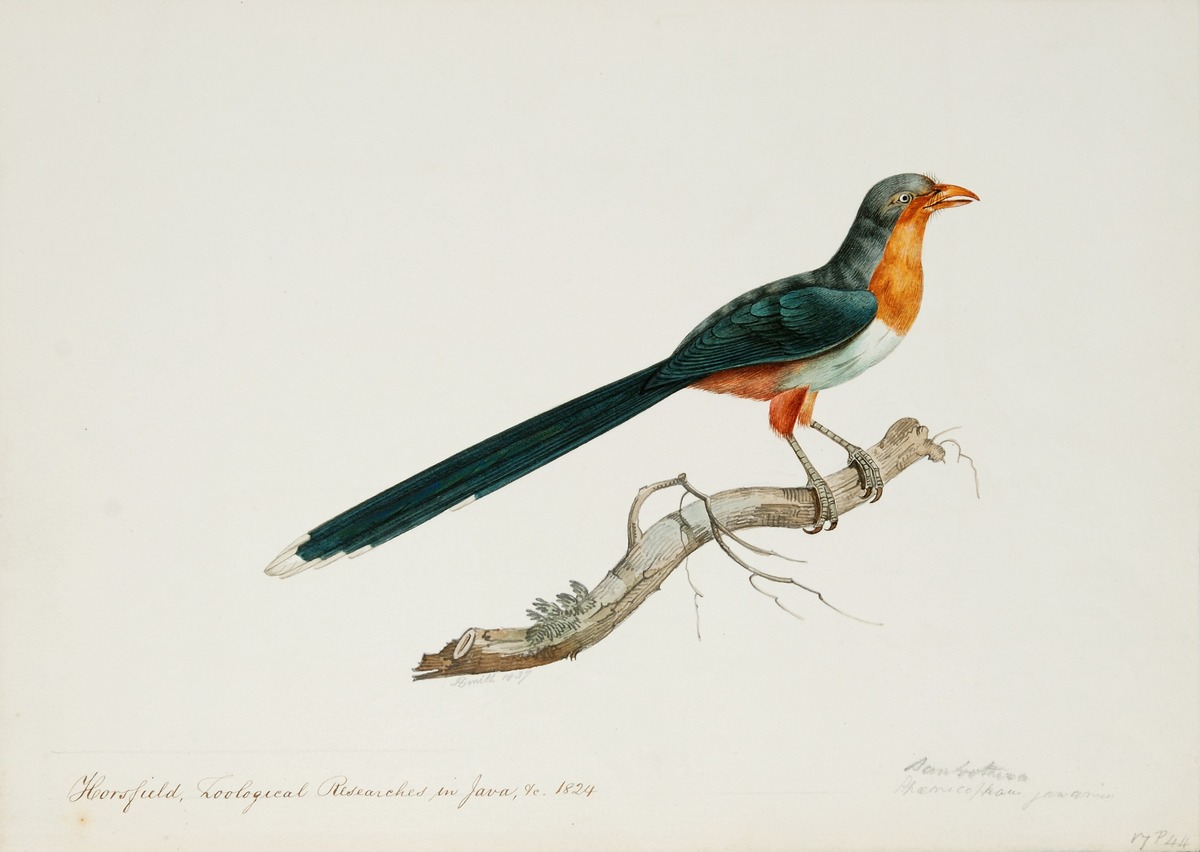 Phenicoptaris Javianicus (?)