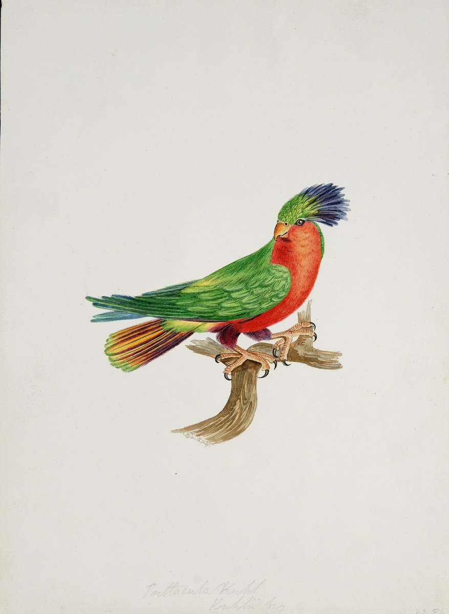 Psittacula kuhl