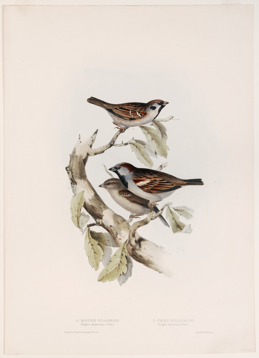 Pyrgita domestica and Pyrgita montana