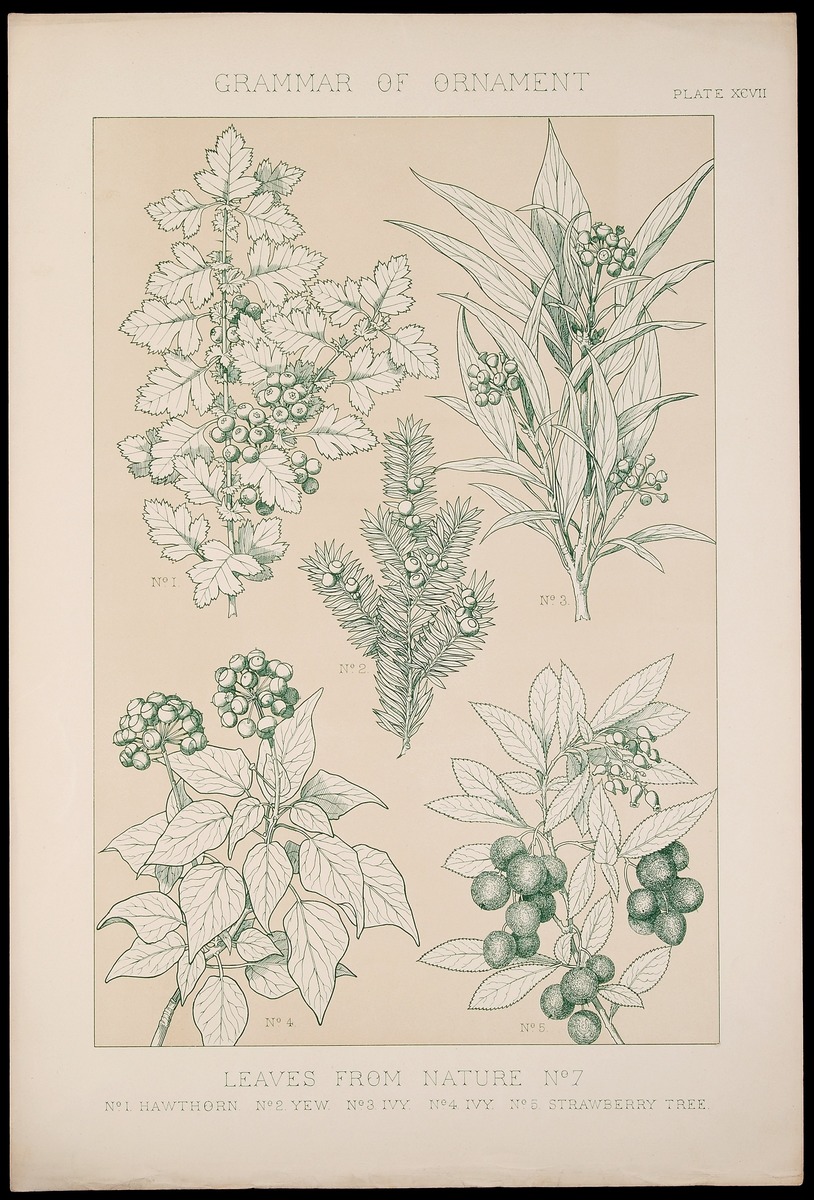 'Leaves from Nature, No. 7', from 'The Grammar of Ornament', Plate XCVII