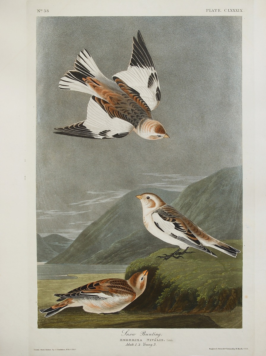 Snow Bunting