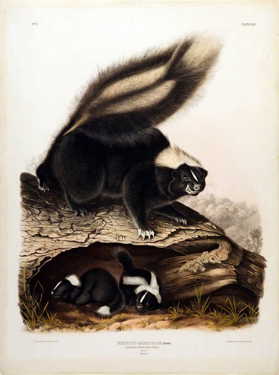 American Skunk