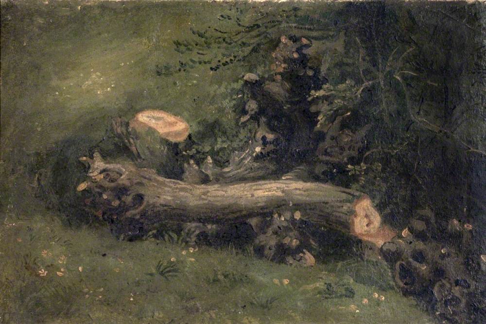 Felled Tree