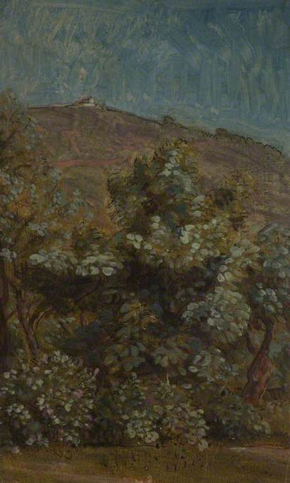 Hilly Landscape with Pink Flowering Shrubs