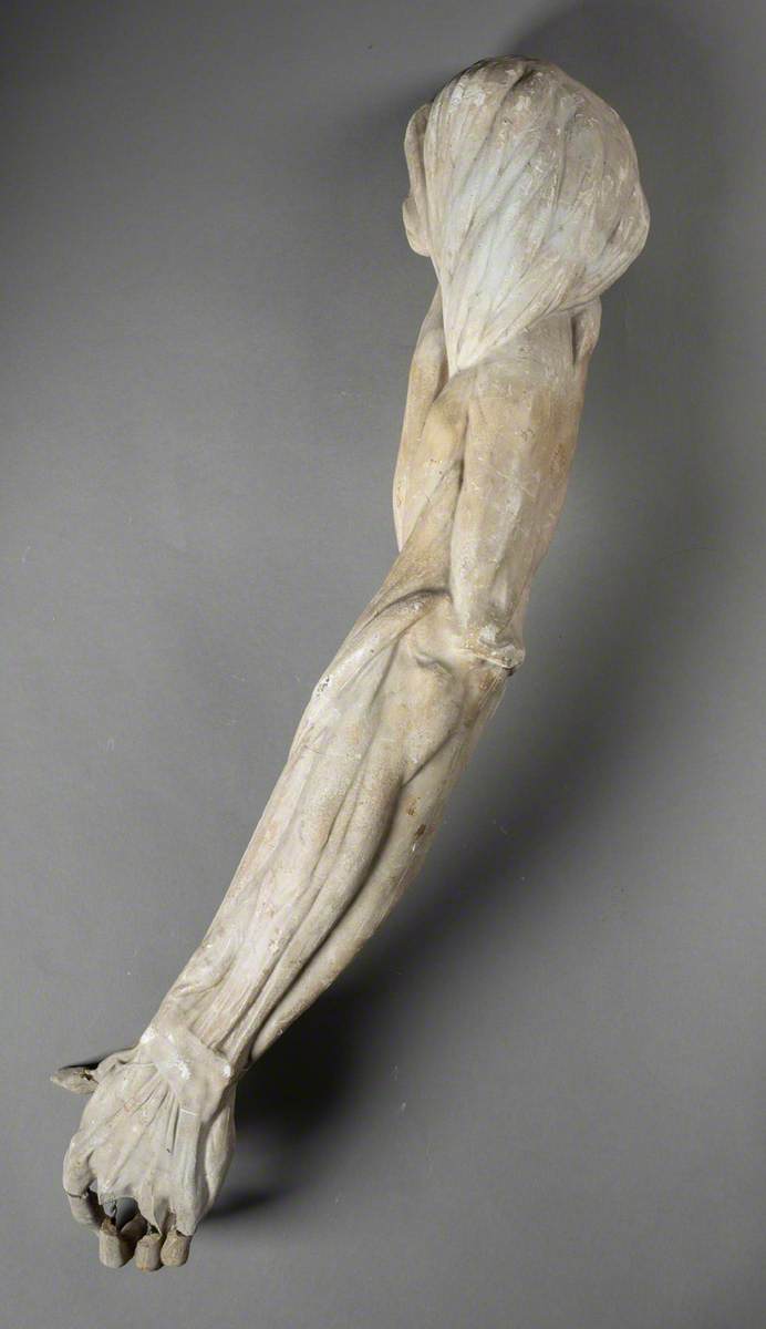 Anatomical Study of the Left Arm and Hand