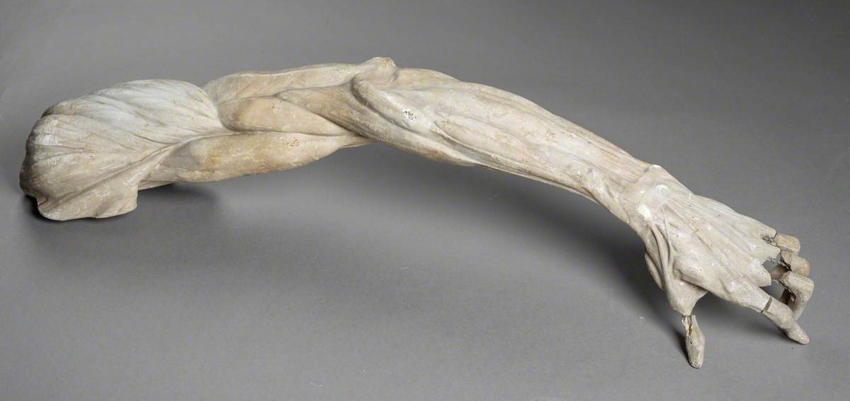 Anatomical Study of the Left Arm and Hand