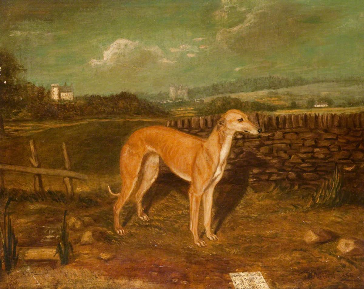 Portrait of a Greyhound, 'Sunshine', Winner of the Biggar St Leger (1855)
