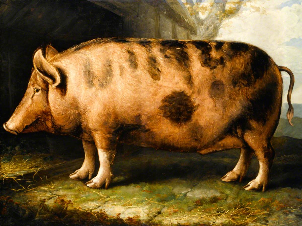 A Berkshire Pig
